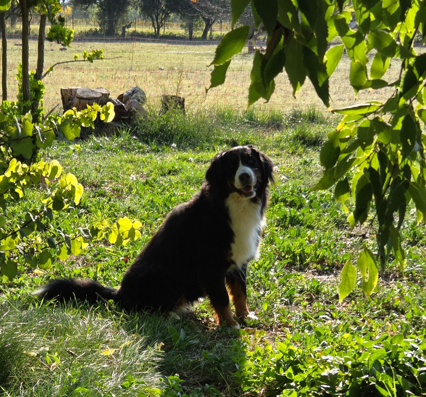 Thalia Des Gardiens De Mon Coeur